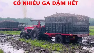 Đám mì trúng chiếc nào chiếc nấy chở đi muốn không nổi luôn