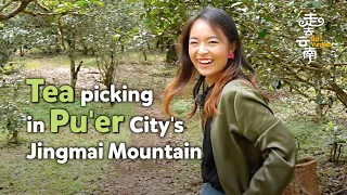 Go! Yunnan: Tea picking in Pu'er City's Jingmai Mountain