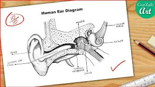 Ear Diagram drawing CBSE || easy way || Draw Human Ear anatomy - Step by step for beginners