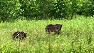 Momma Bear and 3 Cubs at Cades Cove May 2020