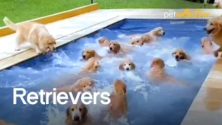 The Ultimate Funniest & Cutest Golden Retriever Compilation 2021