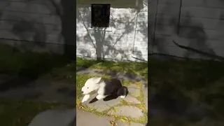 Old English sheepdog puppy enjoy running at backyard