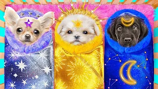 Cachorro Lunas vs Solar e Estelar na Vida Real! Construímos Quarto Secreto para Animais  Estimação!