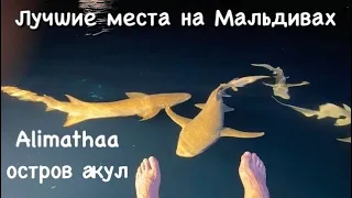 Акулы няньки (Nurce shark) на Мальдивах. Островок Alimathaa