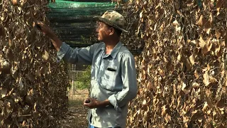 Heatwave hits Cambodia's famed Kampot pepper harvest | AFP