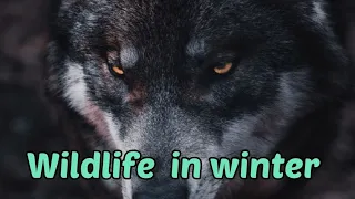 Stunning Winter Wildlife in 4K HDR Arctic Foxes and Wolves [Relaxing Music 4K Video]