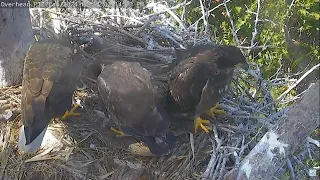 Captiva Eagle Cam 14.02.2024 14:07