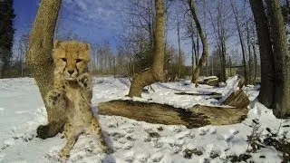 Cheetah Cubs Playing in the Snow