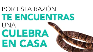 Significado de ENCONTRAR una CULEBRA EN CASA 🐍 ¡Increíble!