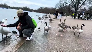 Feeding Swans and other birds in Hyde Park