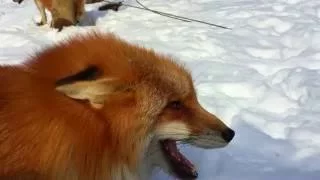 Foxes Making Funny and Cute Noises