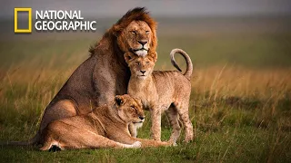 Wildlife African  - Lion Pride Documentary | National Geographic Documentary 2023 Full HD