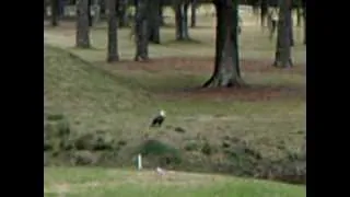 Eagle Takin' a poo at Daufuskie Island's Bloody Point