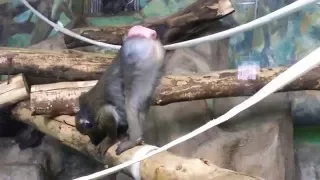 Обезьяна с бородой без комплексов зоопарк в Новосибирске - A monkey a zoo in Novosibirsk