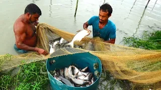 Net Fishing in the village | fisherman Catch a Lot Of Fish using the net (Part-37)