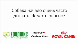 Собака начала очень часто дышать.Доврачебная помощь собакам в экстренных ситуациях. Вебинар.