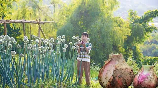 Onion harvest, pick some big ones to cooking delicious food洋蔥收穫季，挑幾個大的做一桌美食呀！嘻嘻丨Lizhangliu Channel