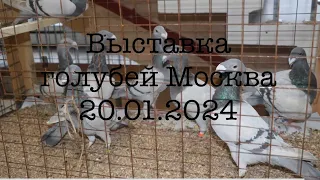Ярмарка-Выставка голубей в Москве ЦСКА 20.01.2024 г.