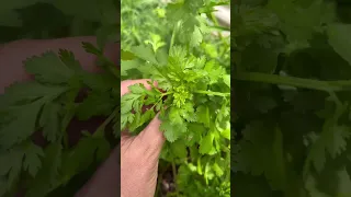 Cut and Come Again Cilantro #shorts