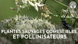 Les plantes sauvages comestibles et leurs pollinisateurs @LaMinuteNaturenet