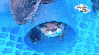 Funny Otters Playing in the New Pipe [Otter Life Day 911]