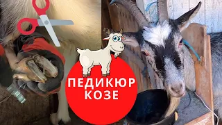 Как постричь козе копыта / За 5 МИНУТ / Обрезка и расчистка копыт козам / Быстро и Легко