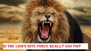 Is The Lions Bite Force Really 650 PSi - Lion Vs Tiger Actual Bite Force