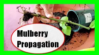 How To Grow Mulberry From Cutting: Mulberry Tree Propagation