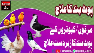 How to open | pigeon pot chicken pot |  lawa birds | lawa