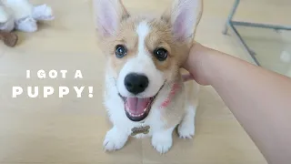 I got a 10 weeks old corgi puppy! | here's my first month with her