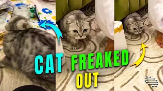 Cat Freaked Out after Seeing 20 People in a Gathering