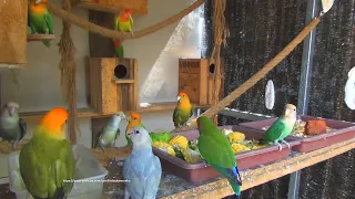 Lovebirds Roseicollis Aviary - Tuesday, May 25th 2021