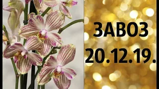 🌸Продажа орхидей по Украине. (завоз 20.12.19 г.) Отправка в любую точку. ЗАМЕЧТАТЕЛЬНЫЕ КРАСОТКИ