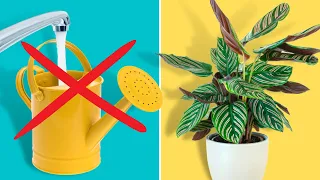 STOP Killing Your Plants With Tap Water