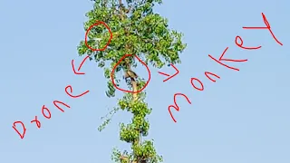 Monkey Vs Drone 🤯🤯🤯. Video Goes Viral. Langoor Monkey Fear Of Drone Viral 🔥🔥🔥.