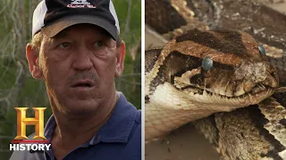 Swamp People: Serpent Invasion: Troy Catches 15 MASSIVE Snakes (Season 2) | History