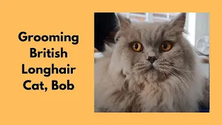 Grooming A British Longhair Cat | Belly Clip