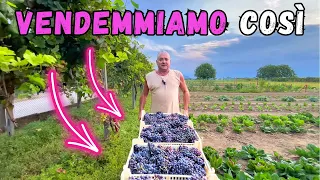 VENDEMMIA: la PIGIATURA e DIRASPATURA dell'UVA!