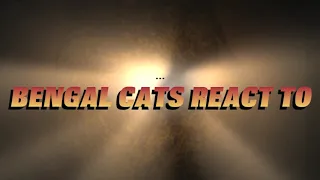 Bengal Cats React To : Official Bengal Cat Trailer HD 1080p (2019)