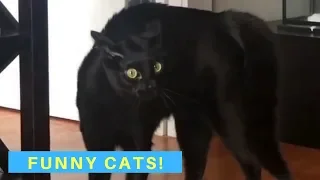 Funny Cat Videos - Cats Being Cats