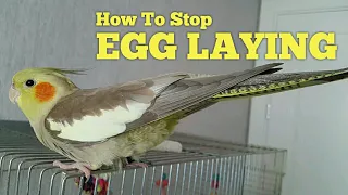 How To STOP Your Bird From LAYING EGGS 💡 DISCOURAGING Cockatiel NESTING Behavior