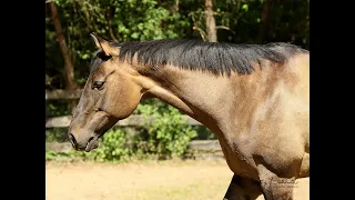 Meet Sven - the tree kicking, farting on dogs, Quarter Horse Grulla.