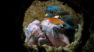 Dedicated Kingfisher Dad Cares for Chicks | 4K | Discover Wildlife | Robert E Fuller