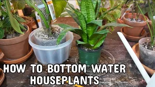 HOW TO BOTTOM WATER HOUSEPLANTS | Should You Be Using This Method For Your Plants?!