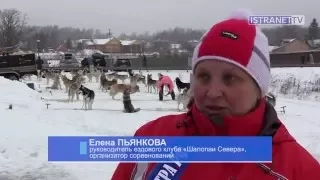 Гонки с собаками в Головино