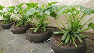 The secret to growing zucchini sitting in tires from apple peels and burnt rice husk - Many fruits