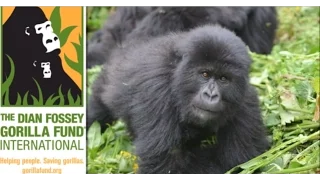 Dian Fossey Gorilla Fund on TALK BUSINESS 360 TV