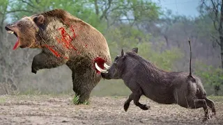 Amazing... The Ferocious Mother Wild Boar Rushes To Attack Bear To Protect Her Baby