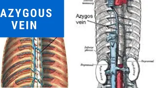 Learn Azygous vein in just 7 minutes with Mnemonics || Anatomy demystified