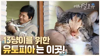 길거리를 떠돌던 고양이들을 위해 유토피아를 만들어준 진구네 부부 🥰 | KBS 반려동물극장 240128 방송